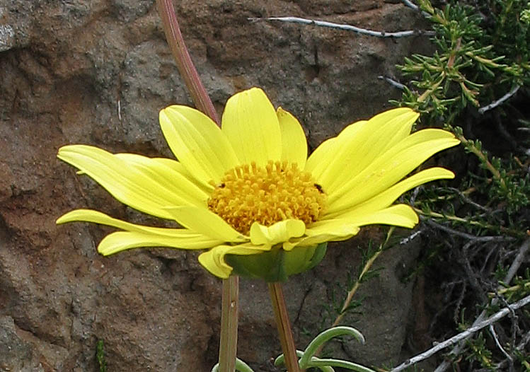 Detailed Picture 3 of Sea Dahlia