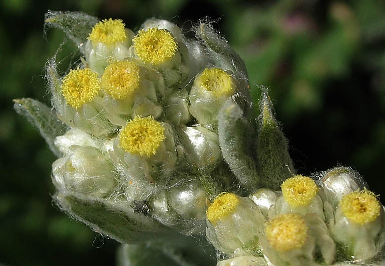 Detailed Picture 1 of Cotton-batting Plant