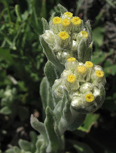 Detailed Picture 2 of Cotton-batting Plant