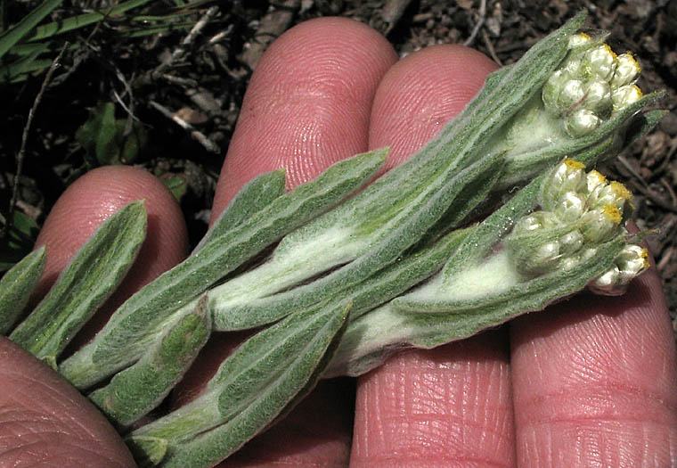 Detailed Picture 4 of Cotton-batting Plant