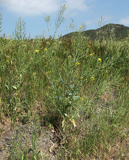 Detailed Picture 6 of Field Mustard