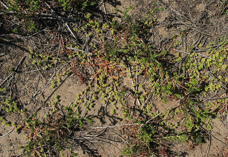 Detailed Picture 5 of Prostrate Spineflower