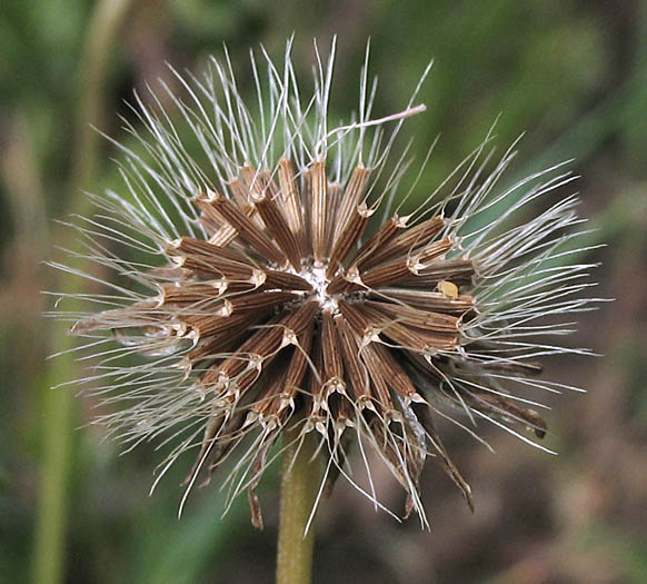 Detailed Picture 5 of Small-flowered Microseris