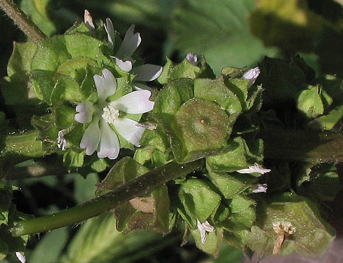 Detailed Picture 5 of Cheeseweed