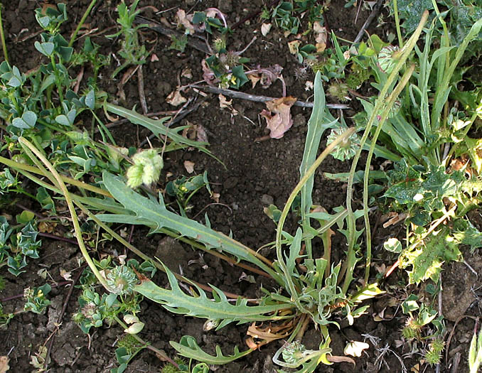 Detailed Picture 3 of Small-flowered Microseris