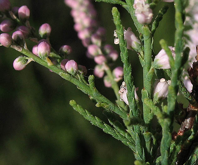 Detailed Picture 5 of Saltcedar