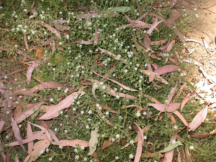 Detailed Picture 5 of Hairy Sandspurry