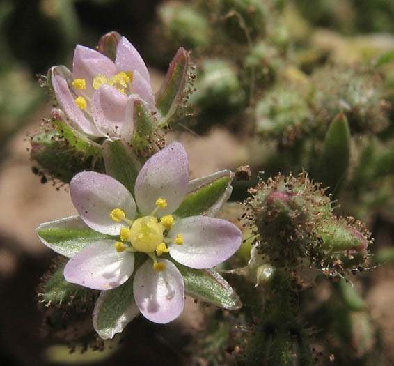 Detailed Picture 2 of Boccone's Sandspurry