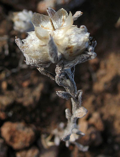 Detailed Picture 5 of Everlasting Nest-straw