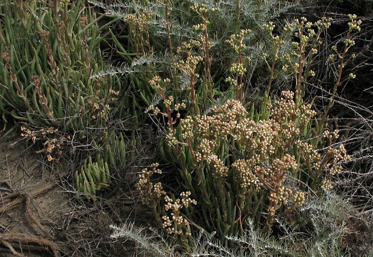 Detailed Picture 3 of Lady-fingers Dudleya