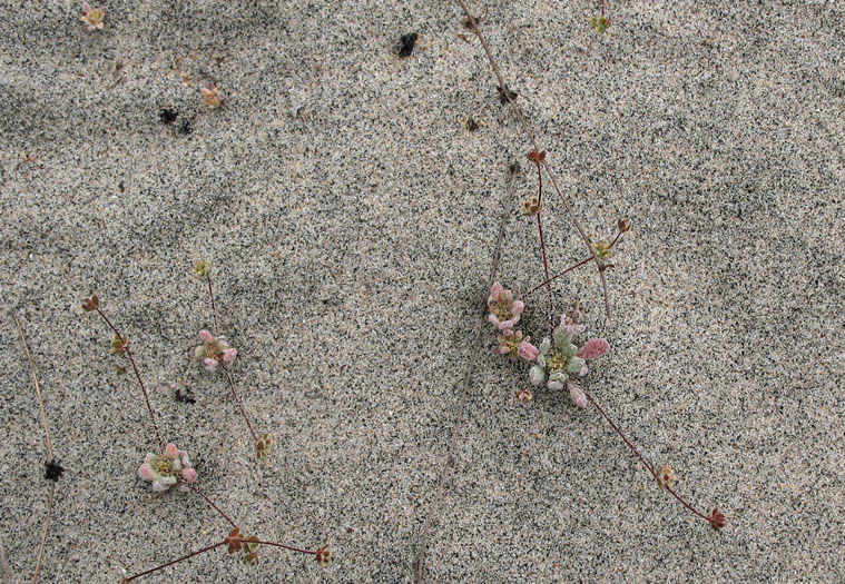 Detailed Picture 3 of Cottonheads