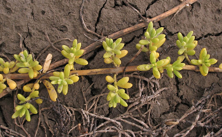 Detailed Picture 2 of Saltwort