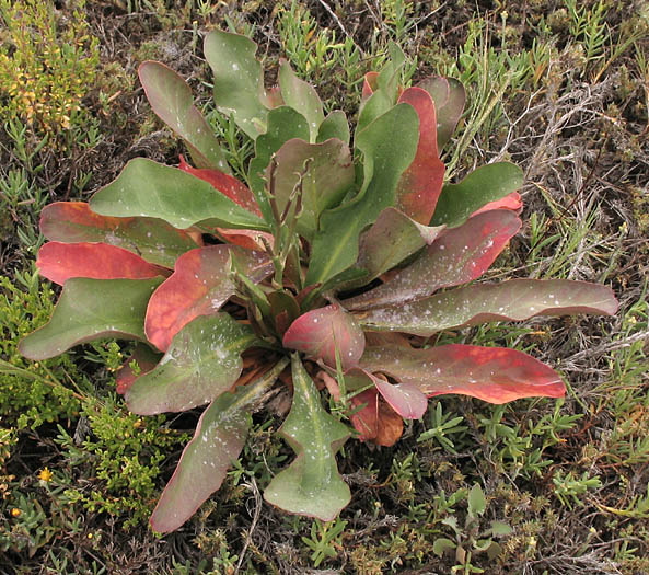 Detailed Picture 8 of Western Marsh-rosemary