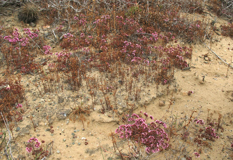 Detailed Picture 5 of Fringed Spineflower