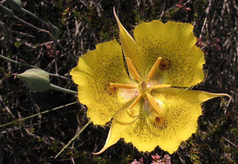 Detailed Picture 2 of Weed's Mariposa Lily