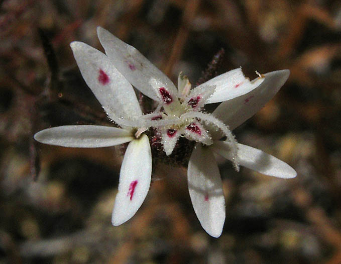 Detailed Picture 2 of Osmadenia