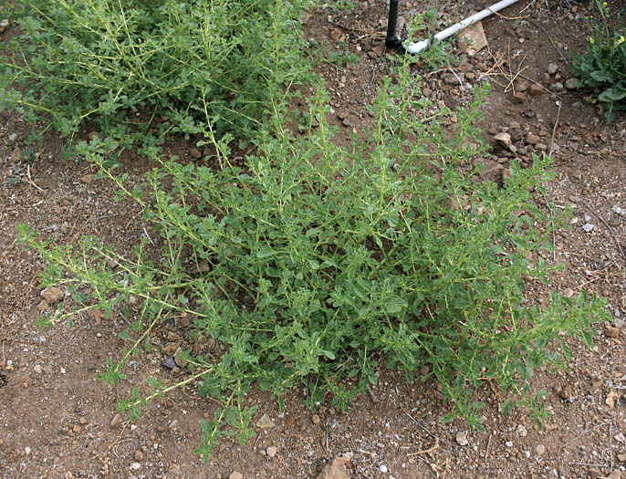 Detailed Picture 6 of Tumbleweed