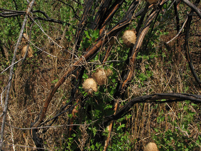 Detailed Picture 9 of Wild Cucumber