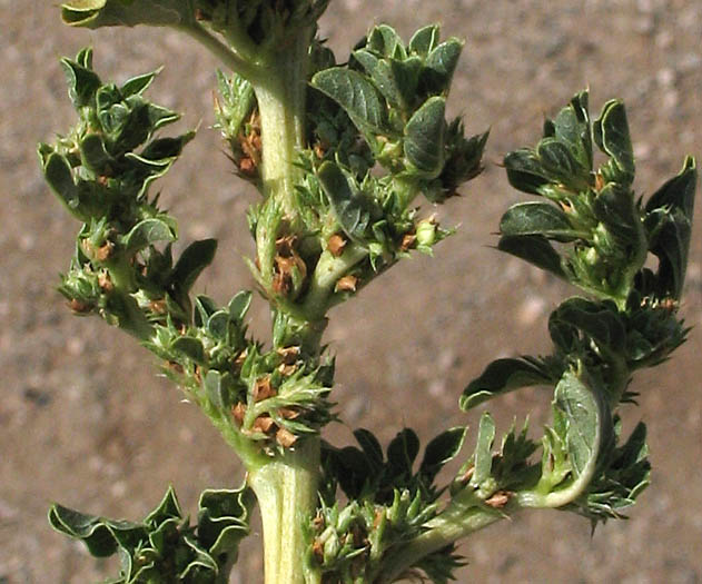 Detailed Picture 4 of Tumbleweed