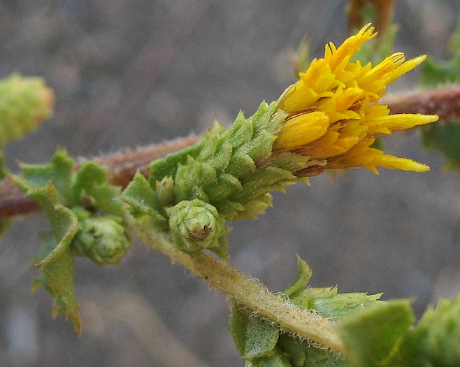 Detailed Picture 1 of Sawtooth Goldenbush