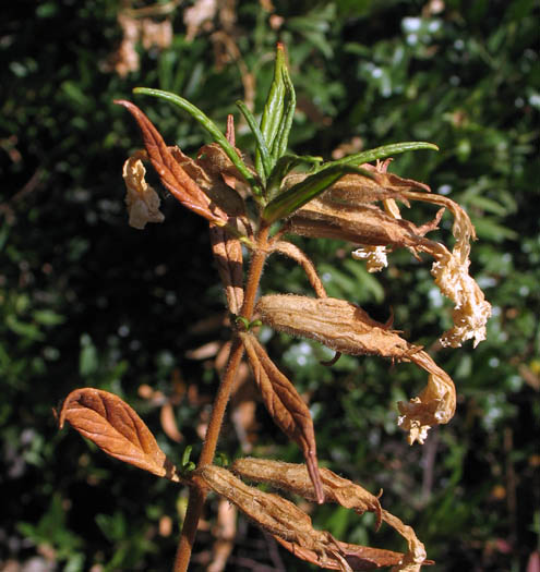 Detailed Picture 8 of Bush Monkey Flower