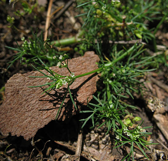 Detailed Picture 7 of Marsh Parsley