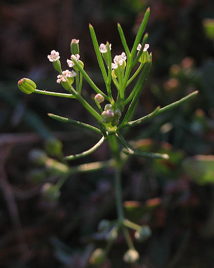 Detailed Picture 5 of Marsh Parsley