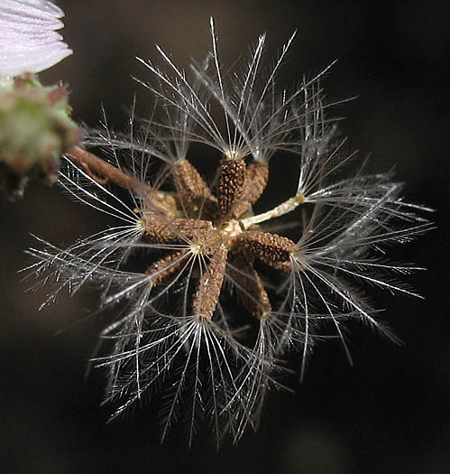 Detailed Picture 8 of San Diego Milk-aster