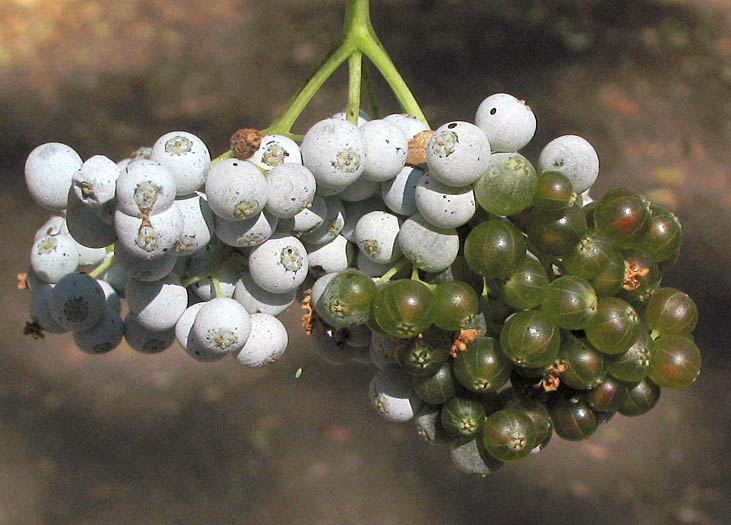 Detailed Picture 7 of Blue Elderberry