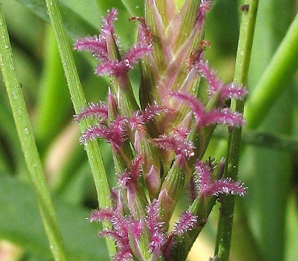 Detailed Picture 6 of Salt Grass