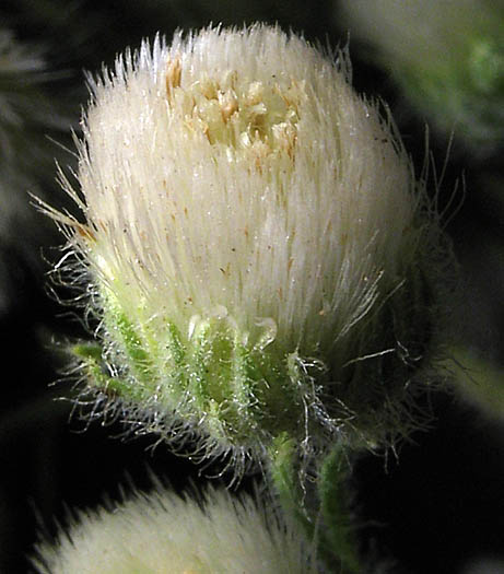 Detailed Picture 2 of Coulter's Horseweed