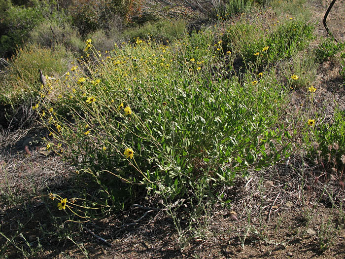 Detailed Picture 5 of Bush Sunflower