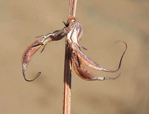 Detailed Picture 7 of Deerweed