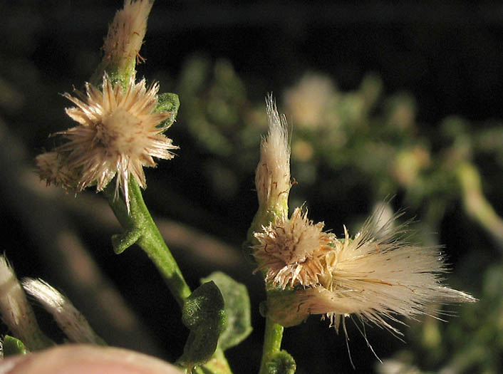 Detailed Picture 8 of Coyote Brush