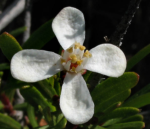 Detailed Picture 2 of Bush Rue