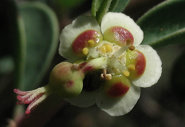 Detailed Picture 1 of Cliff Spurge