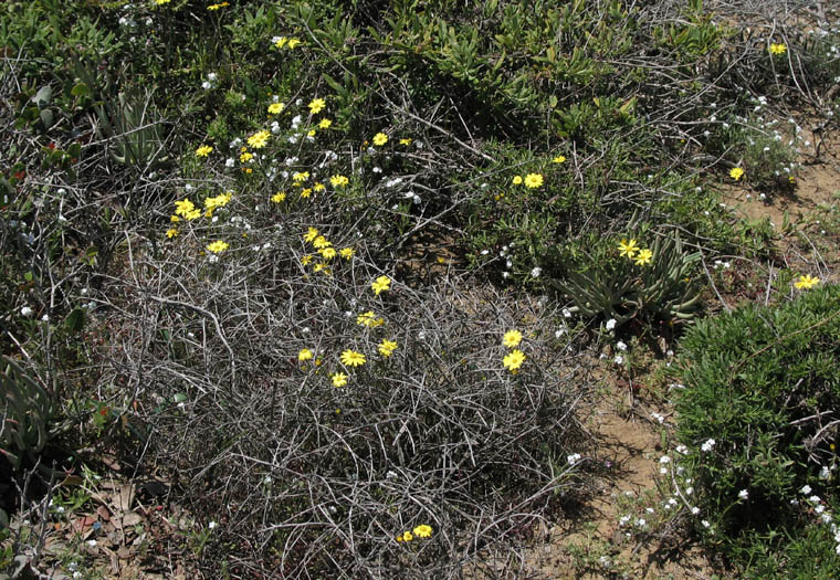 Detailed Picture 4 of California Ragwort