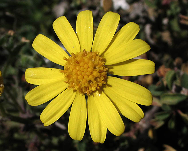 Detailed Picture 1 of California Ragwort