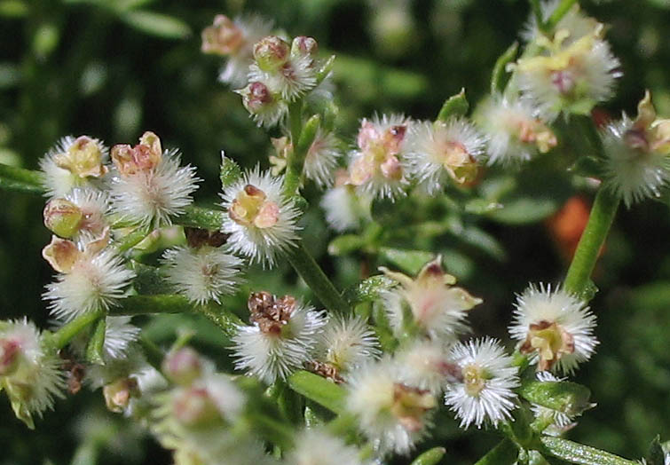 Detailed Picture 4 of Narrow-leaved Bedstraw