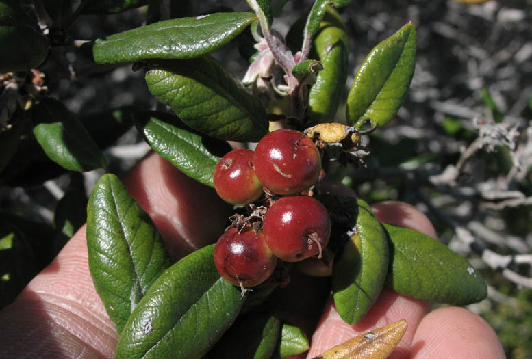 Detailed Picture 5 of Mission Manzanita