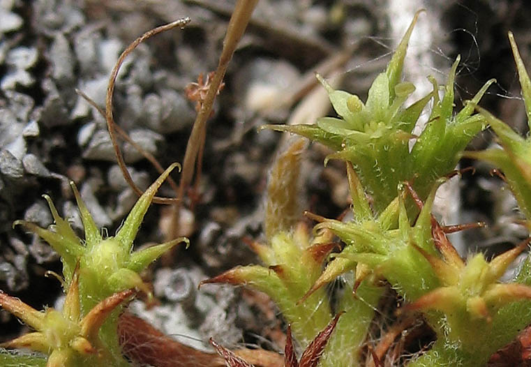 Detailed Picture 2 of Prostrate Spineflower