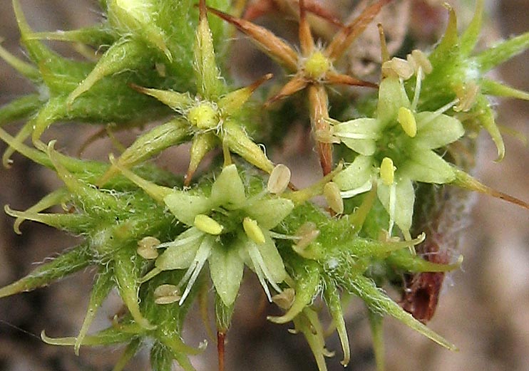 Detailed Picture 1 of Prostrate Spineflower