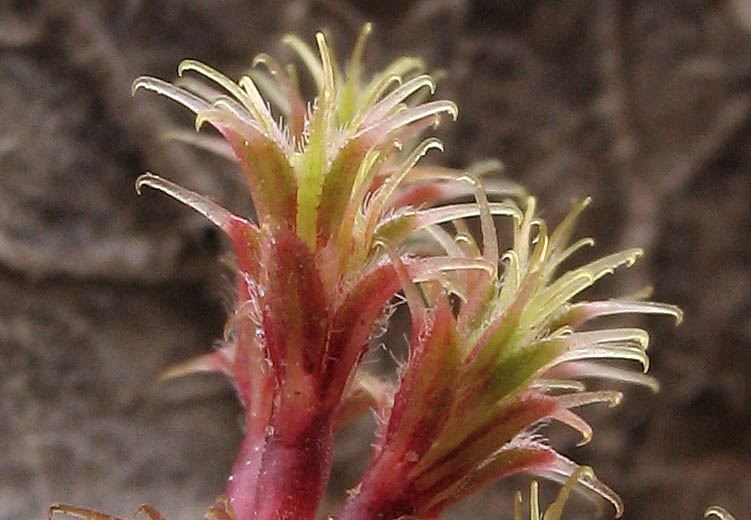 Detailed Picture 2 of Leather Spineflower