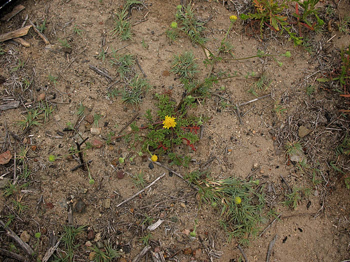 Detailed Picture 4 of Orcutt's Pincushion