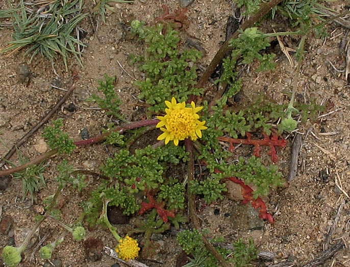 Detailed Picture 3 of Orcutt's Pincushion