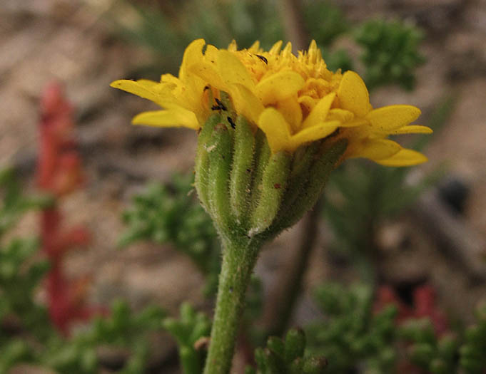 Detailed Picture 2 of Orcutt's Pincushion