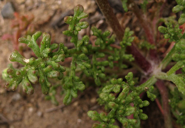 Detailed Picture 5 of Orcutt's Pincushion