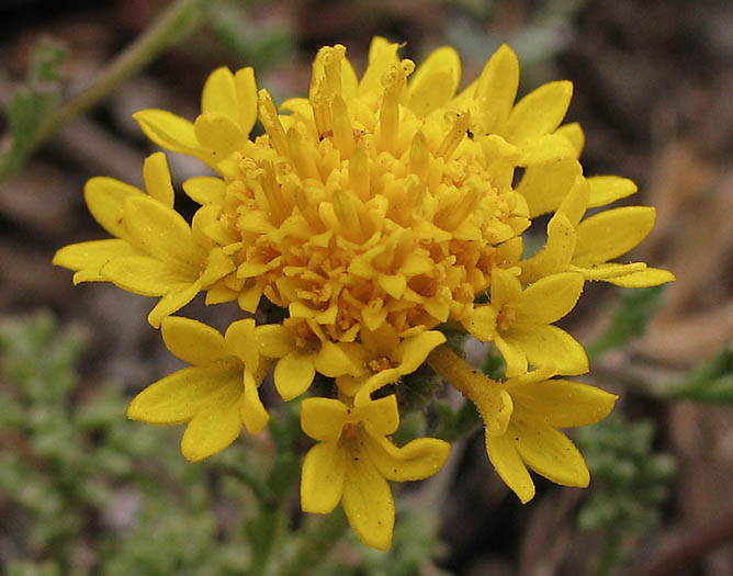 Detailed Picture 1 of Orcutt's Pincushion