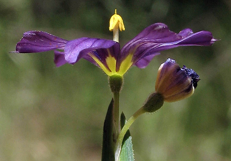 Detailed Picture 2 of Blue-eyed Grass