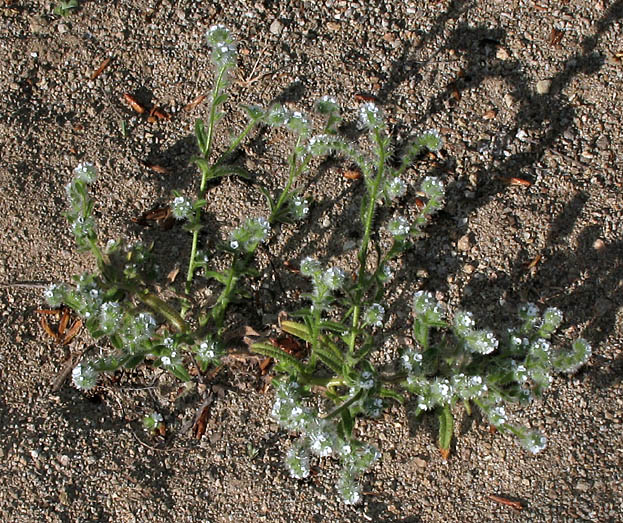 Detailed Picture 4 of White Forget-me-not